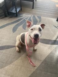 Found/Stray Female Dog last seen Off Hwy 8 near the Wilderness Boat Slip, Scout Rd, NC 27292