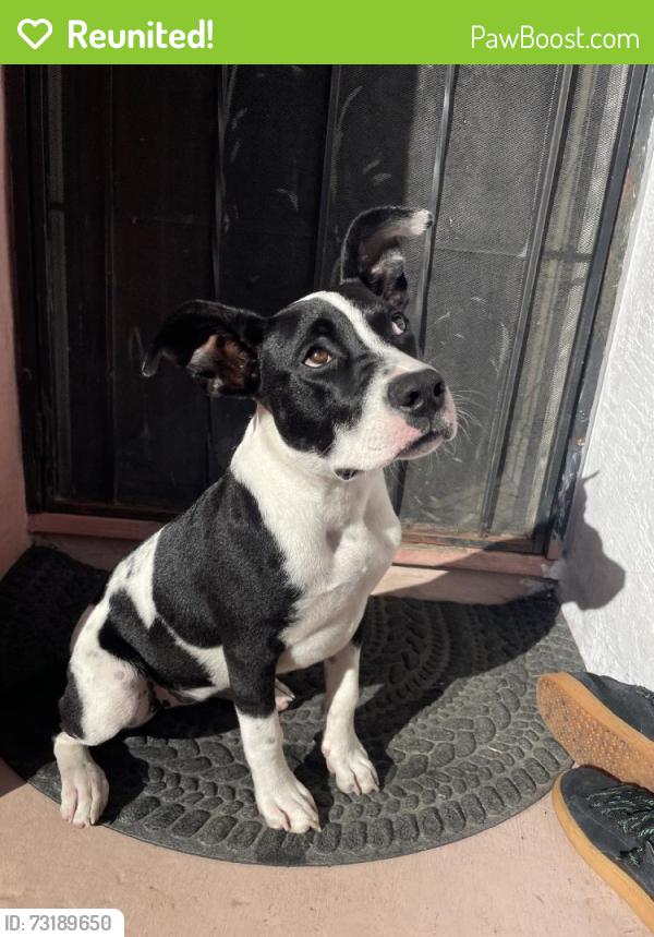 Reunited Female Dog last seen Near 96th Ave, Oakland, CA 94603, USA, Oakland, CA 94603