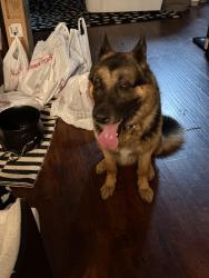 Reunited Male Dog last seen Cumberland Cove + Normans Landing, Charlotte, NC 28273