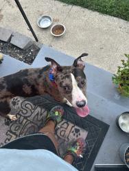 Found/Stray Female Dog last seen Marlboro pike, Forestville, MD 20747