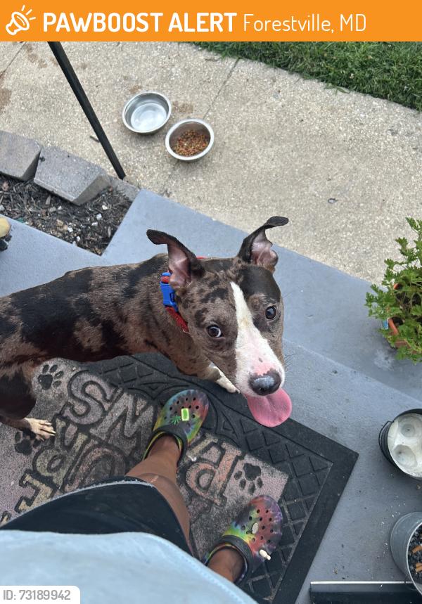 Found/Stray Female Dog last seen Marlboro pike, Forestville, MD 20747
