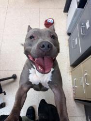 Shelter Stray Female Dog last seen Sycamore Springs Drive, CHESTER, VA, 23836, 9300 Public Works Rd, Chesterfield, VA 23832, USA