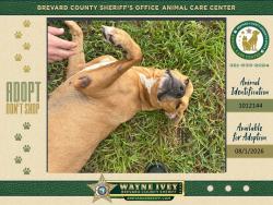 Shelter Stray Female Dog last seen FL, 5100 W Eau Gallie Blvd, Melbourne, FL 32934, USA