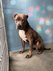 Shelter Stray Male Dog last seen Near Reading Avenue, LAFAYETTE, LA, 70506, 410 Dugas Rd, Lafayette, LA 70507, USA