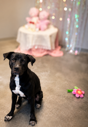 Shelter Stray Male Dog last seen Near Mills Street, LAFAYETTE, LA, 70507, 410 Dugas Rd, Lafayette, LA 70507, USA