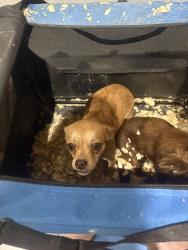 Reunited Female Dog last seen Navajo road near Cherokee, Montgomery County, TX 77354