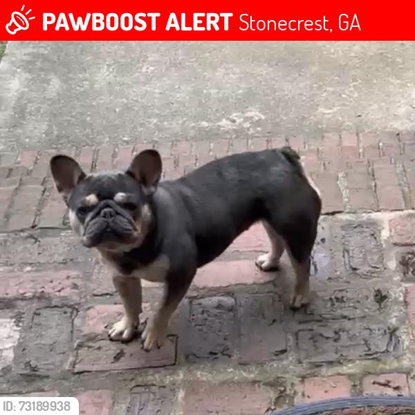 Lost Female Dog last seen Salem and Panola Rd, Stonecrest, GA 30038