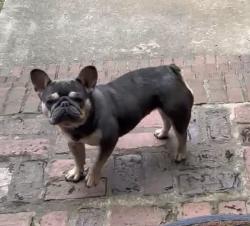 Lost Female Dog last seen Salem and Panola Rd, Stonecrest, GA 30038