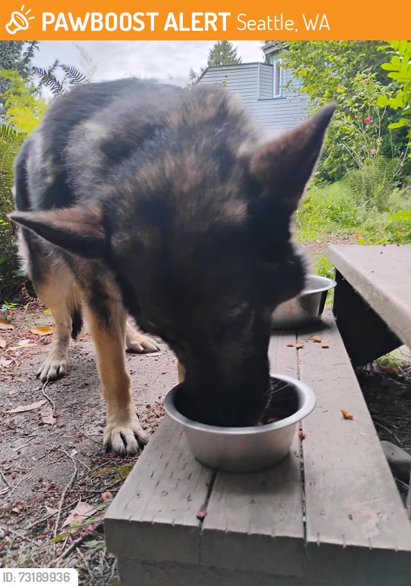Found/Stray Male Dog last seen 47th and 98th, Seattle, WA 98136