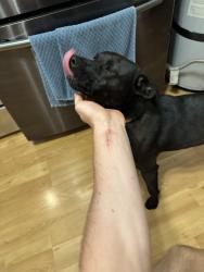 Reunited Female Dog last seen 200E 2800 S, South Salt Lake, UT 84115