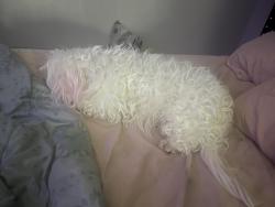 Reunited Female Dog last seen Suitland road, Hillcrest Heights, MD 20746
