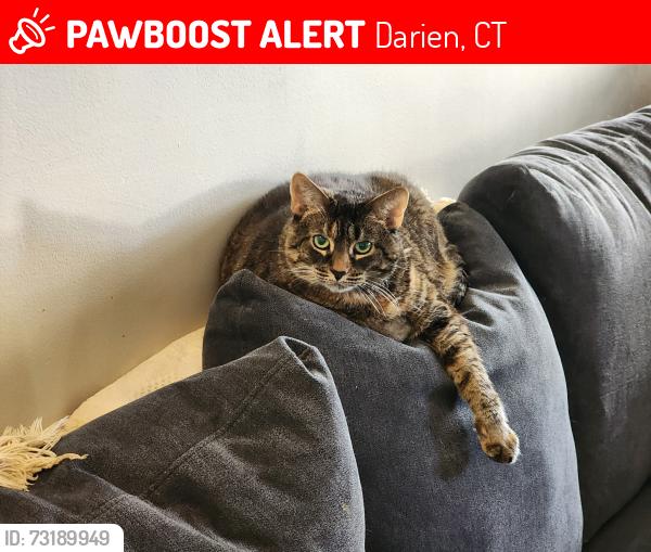 Lost Female Cat last seen Middlesex, Darien, CT 06820