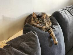 Lost Female Cat last seen Middlesex, Darien, CT 06820