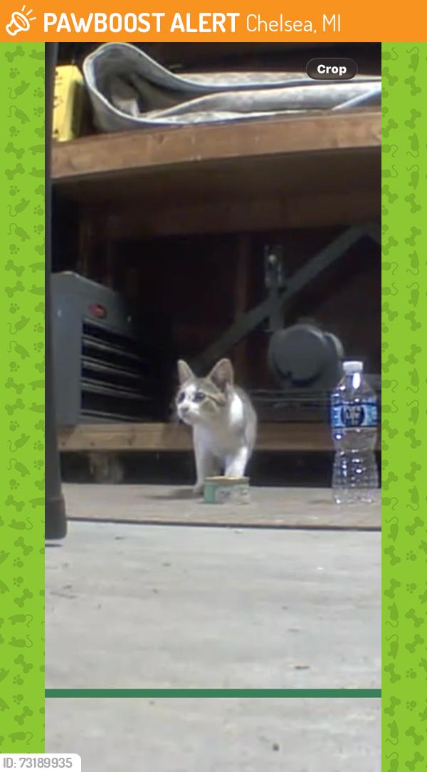 Found/Stray Unknown Cat last seen Jiffy Factory Parking Lot, Chelsea, MI 48118