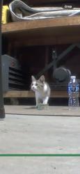 Found/Stray Unknown Cat last seen Jiffy Factory Parking Lot, Chelsea, MI 48118