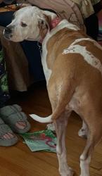 Lost Female Dog last seen Near Orange Lane off Outer Dr., Oak Ridge, TN 37830