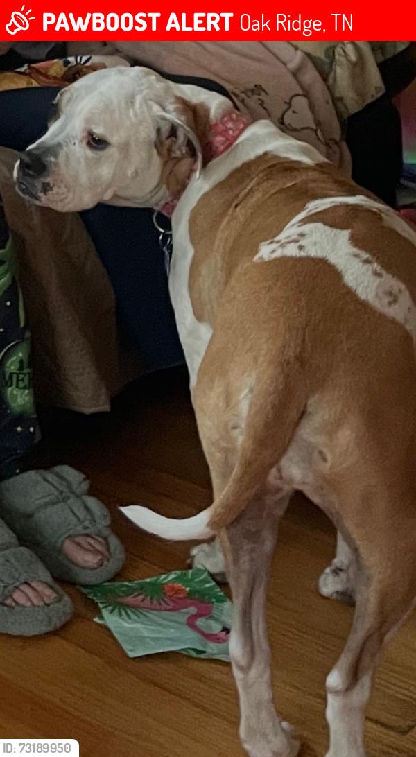 Lost Female Dog last seen Near Orange Lane off Outer Dr., Oak Ridge, TN 37830