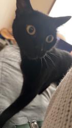 Lost Female Cat last seen Near corners by the gas stations, Bozeman, MT 59718