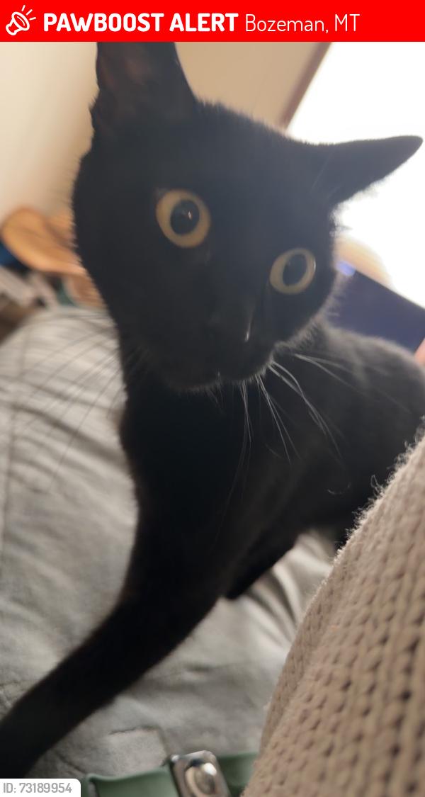 Lost Female Cat last seen Near corners by the gas stations, Bozeman, MT 59718