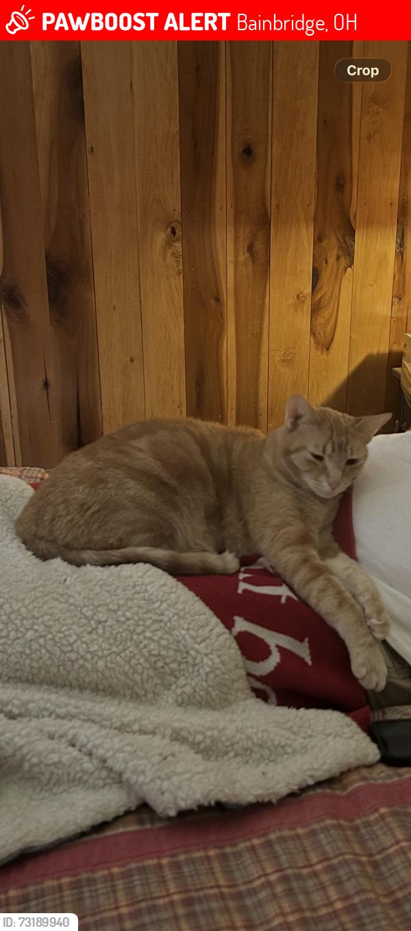 Lost Male Cat last seen State Route 41 North / near local spring water pull off, Bainbridge, OH 45612