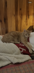 Lost Male Cat last seen State Route 41 North / near local spring water pull off, Bainbridge, OH 45612