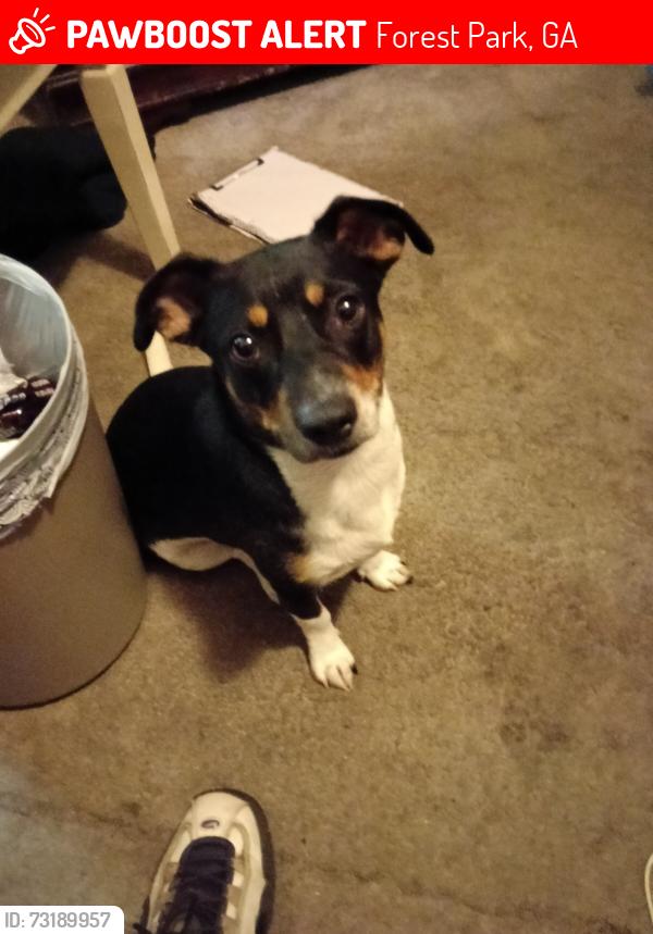 Lost Female Dog last seen Phillips Dr south ave, Forest Park, GA 30297