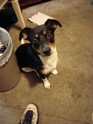 Lost Female Dog last seen Phillips Dr south ave, Forest Park, GA 30297