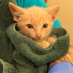 Shelter Stray Male Cat last seen , 1211 Old Graves Mill Rd, Lynchburg, VA 24502, USA