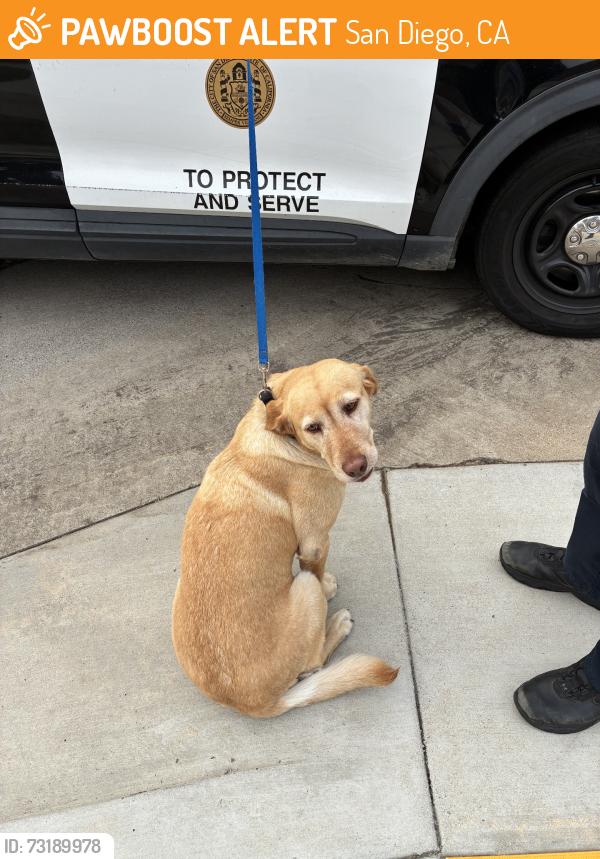 Found/Stray Female Dog last seen Caulfield, San Diego, CA 92154