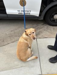 Found/Stray Female Dog last seen Caulfield, San Diego, CA 92154