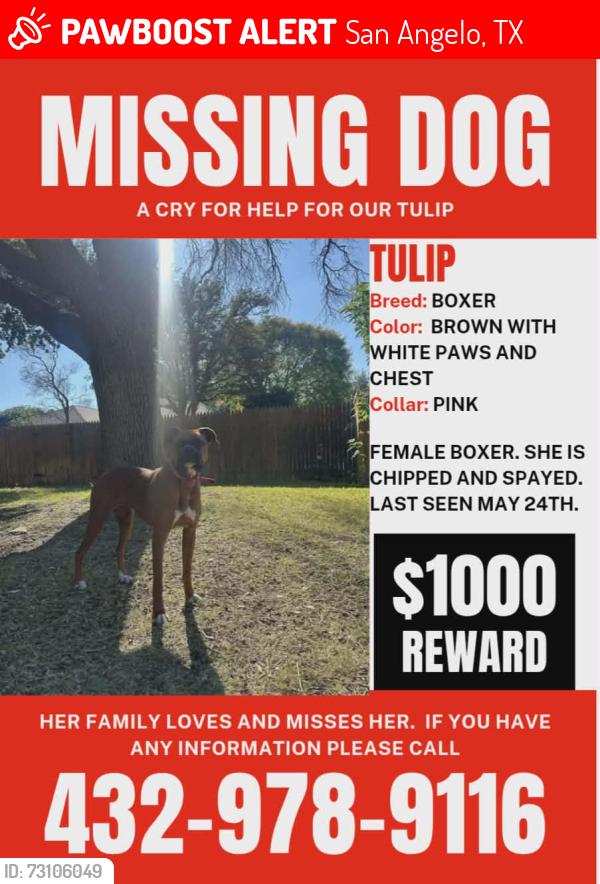 Lost Female Dog last seen Arden Road, San Angelo, TX 76901