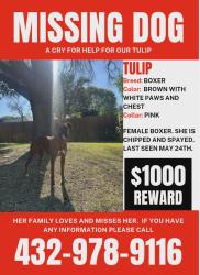 Lost Female Dog last seen Arden Road, San Angelo, TX 76901