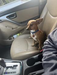 Lost Male Dog last seen Near scenic drive, Shepherd, TX 77371