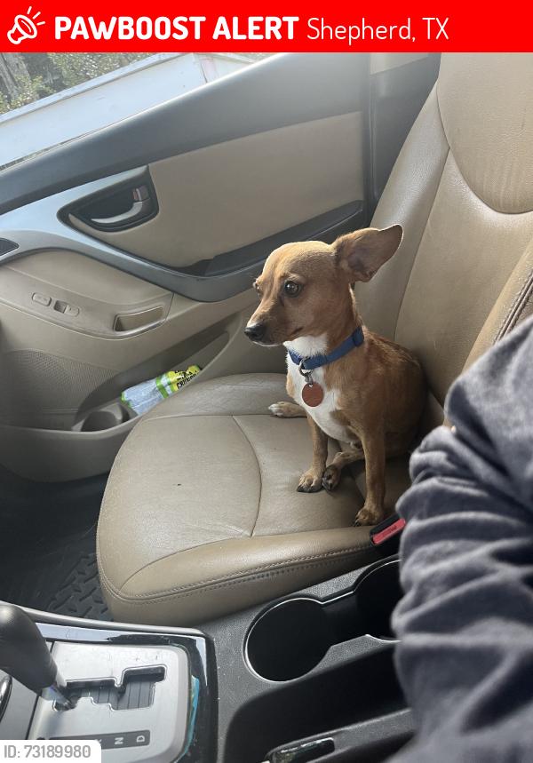 Lost Male Dog last seen Near scenic drive, Shepherd, TX 77371
