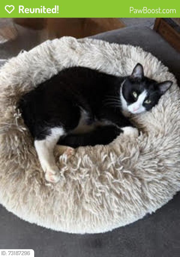 Reunited Male Cat last seen Garrigus Court Wolcott, CT, Wolcott, CT 06716