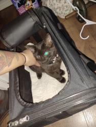 Found/Stray Female Cat last seen Dorsey St and Crawford Ln E, Forest Hill, TX 76119