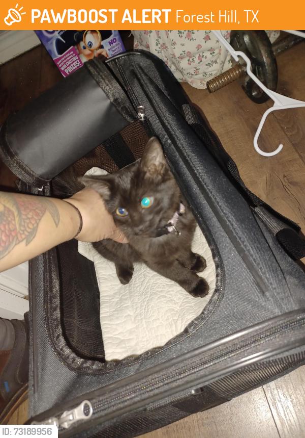 Found/Stray Female Cat last seen Dorsey St and Crawford Ln E, Forest Hill, TX 76119