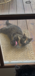 Reunited Female Cat last seen Mire Branch ests, Harnett County, NC 28326