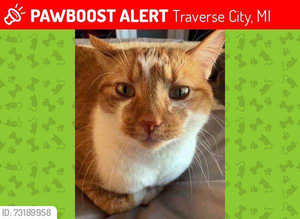 Lost Male Cat last seen Wilson Rd between Center Rd & Peninsula Dr, Traverse City, MI 49686