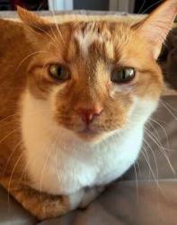Lost Male Cat last seen Wilson Rd between Center Rd & Peninsula Dr, Traverse City, MI 49686