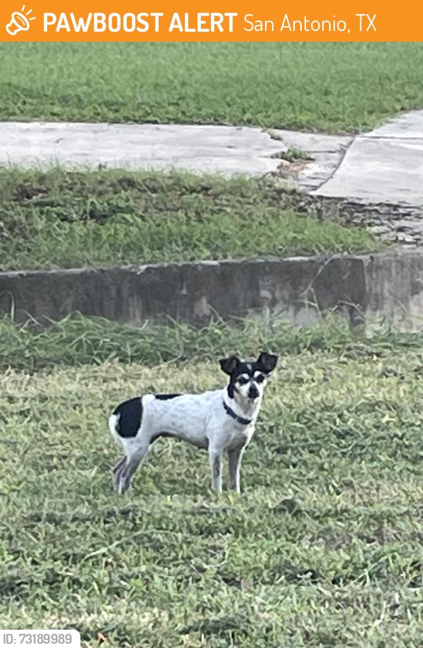 Found/Stray Female Dog last seen Around the neighborhood, San Antonio, TX 78233