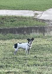 Found/Stray Female Dog last seen Around the neighborhood, San Antonio, TX 78233