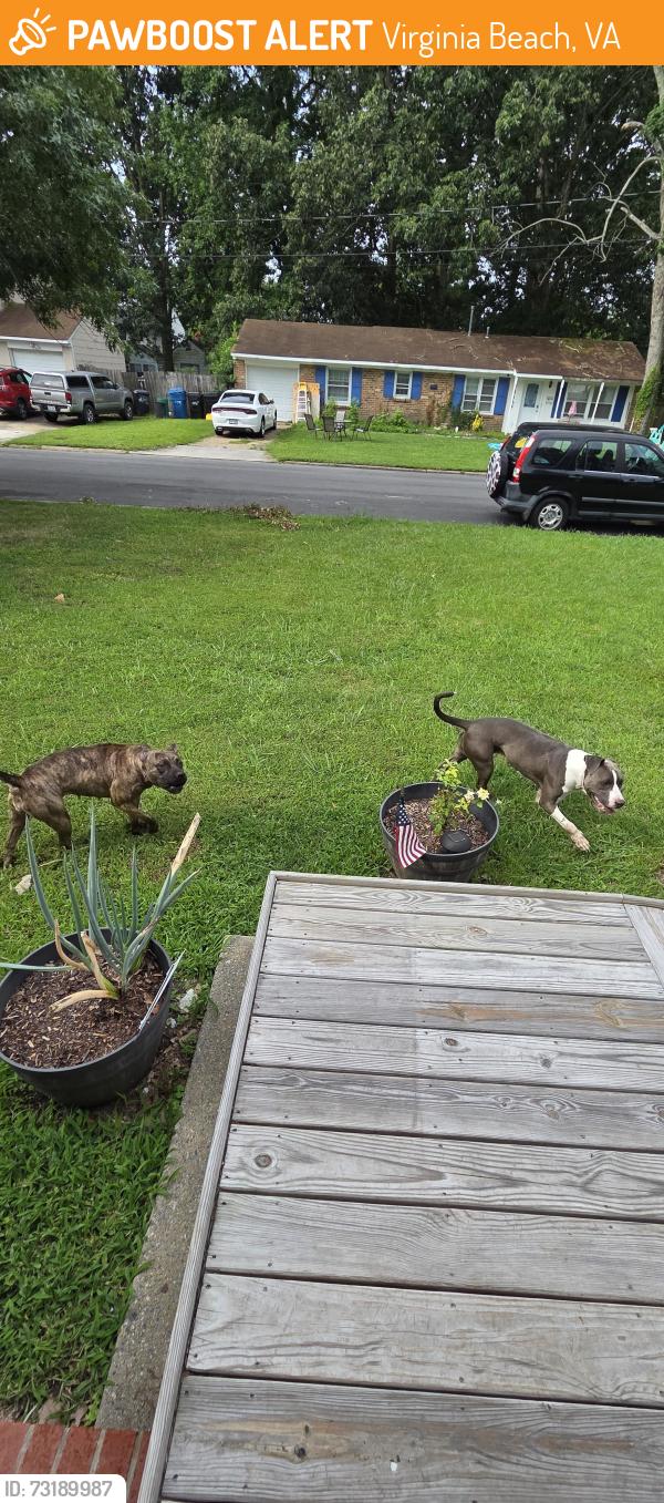 Found/Stray Female Dog last seen Brookbridge rd and riverbend, Virginia Beach, VA 23452