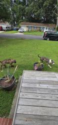 Found/Stray Female Dog last seen Brookbridge rd and riverbend, Virginia Beach, VA 23452