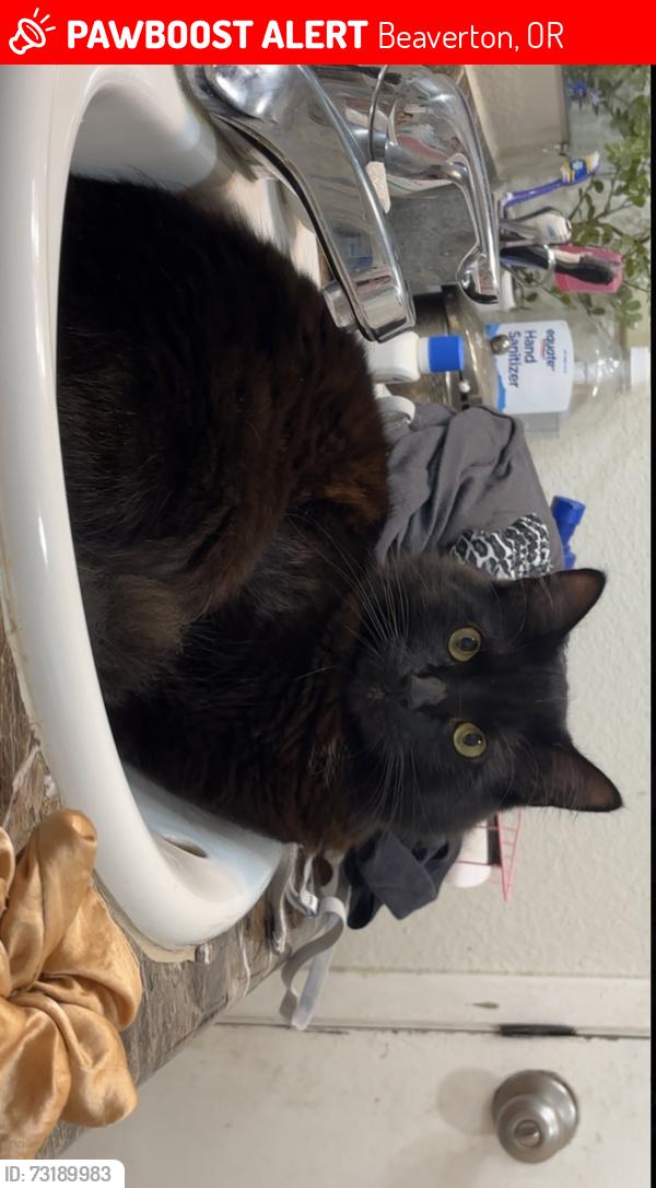 Lost Male Cat last seen Sw Gingham Ln, Beaverton, OR 97008