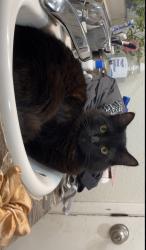 Lost Male Cat last seen Sw Gingham Ln, Beaverton, OR 97008