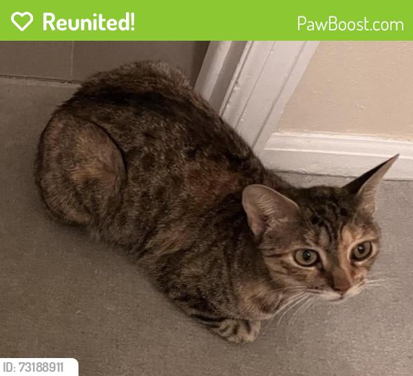 Reunited Female Cat last seen W Cannon Pl and East Sutton, Lafayette, CO 80026