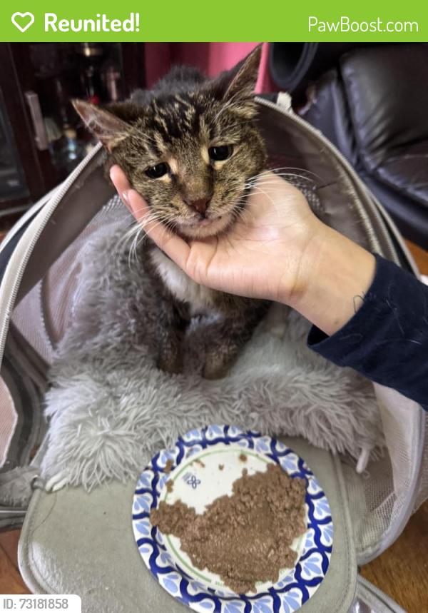 Reunited Female Cat last seen Capitol ave, San Francisco, CA 94112