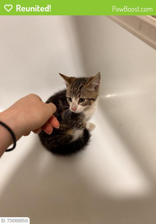Reunited Female Cat last seen saxon vale near dirt track at end of the road, North Yorkshire, England YO30
