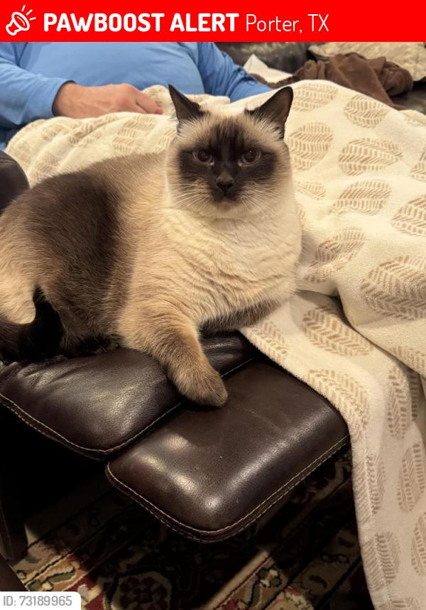 Lost Male Cat last seen Purus and Serprenteer in Riverwalk, Porter, TX 77365
